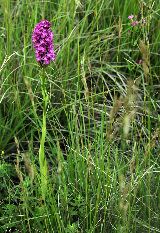 Anacamptis pyramidalis - Pyramiden-Hundswurz